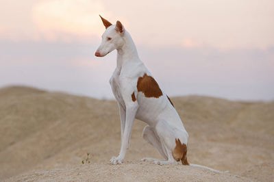 依比沙猎犬