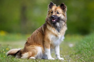 冰岛牧羊犬