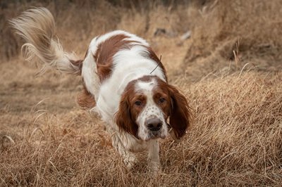 爱尔兰红白猎犬