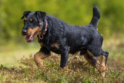 德国猎犬