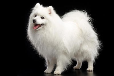 日本狐狸犬