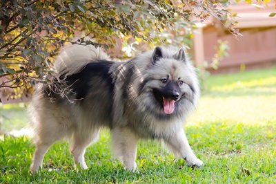 荷兰毛狮犬