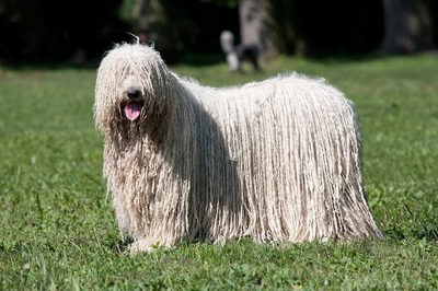 可蒙犬