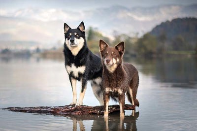拉普兰畜牧犬