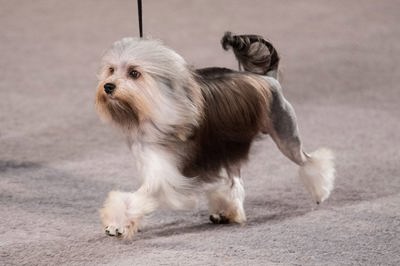 罗成犬