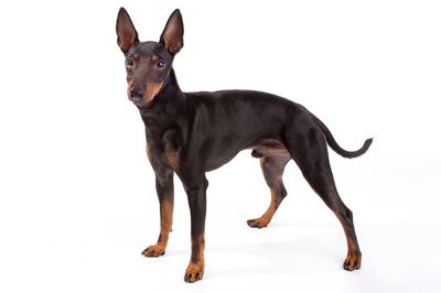 玩具曼彻斯特犬