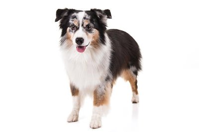 迷你美国牧羊犬