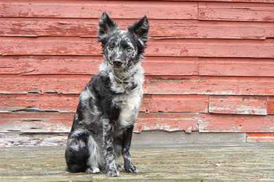马地犬