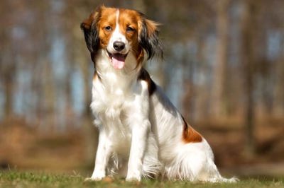 科克尔犬