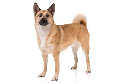 挪威牧羊犬