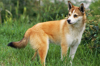 挪威伦德猎犬