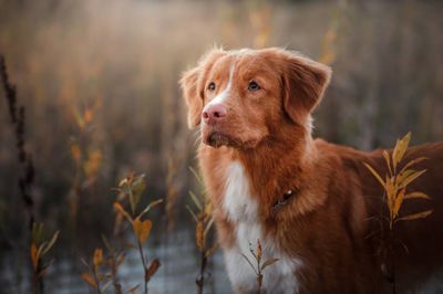 斯科舍诱鸭寻回犬