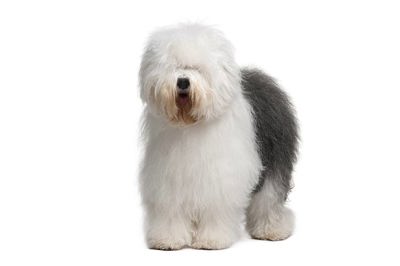 英国古代牧羊犬
