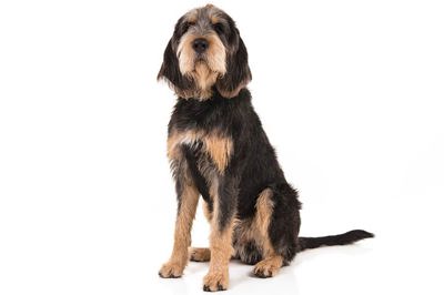 水獭猎犬