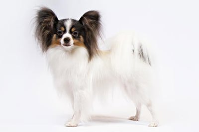 蝴蝶犬