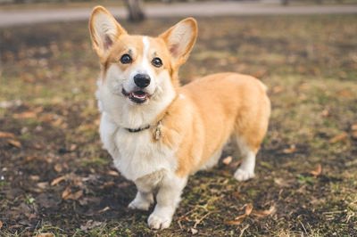 威尔士柯基犬