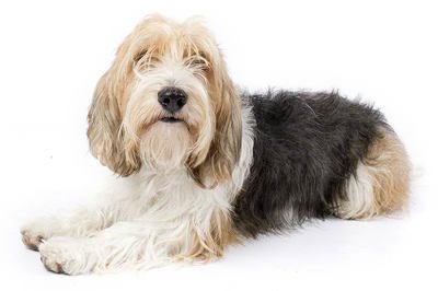 小型格里芬巴塞特犬