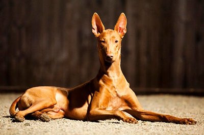 法老王猎犬