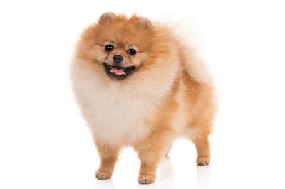 博美犬