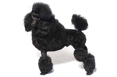 迷你贵宾犬