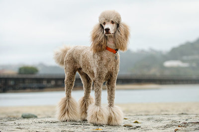 标准贵宾犬