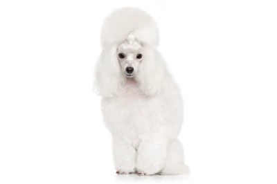 玩具贵宾犬