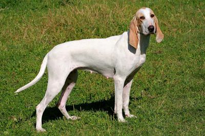 瓷器犬