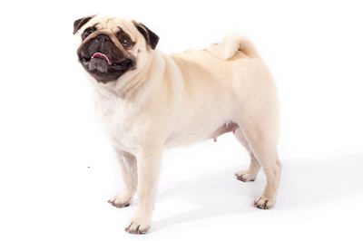 巴哥犬