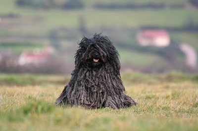 波利犬