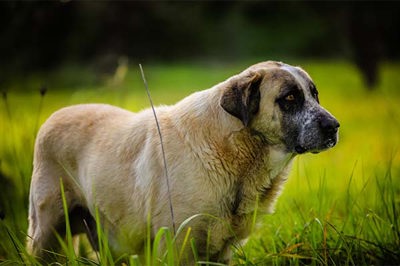 阿兰多獒犬