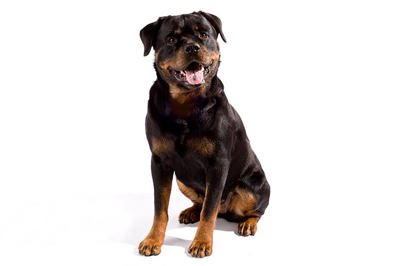 罗威纳犬