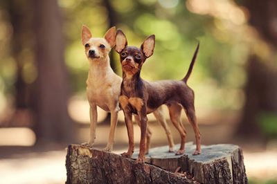 俄罗斯玩具犬