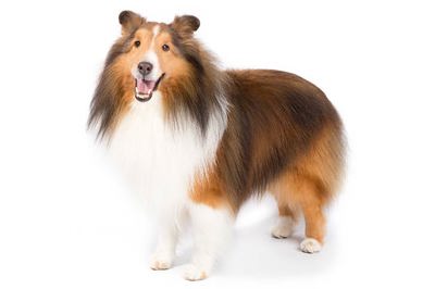 喜乐蒂牧羊犬