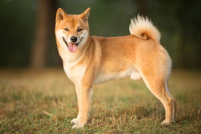 柴犬