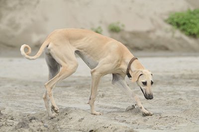 斯卢夫猎犬