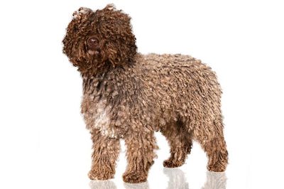 西班牙水犬