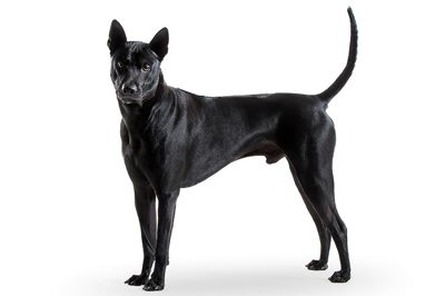 泰国脊背犬