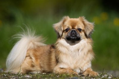 西藏猎犬