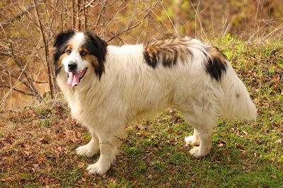 托纳雅克犬