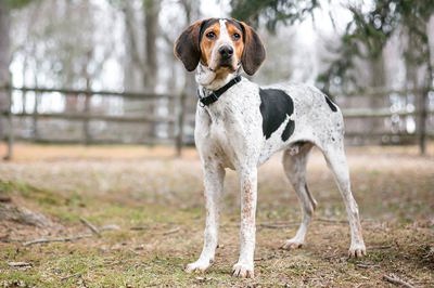 树丛浣熊猎犬