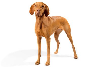 匈牙利维兹拉犬