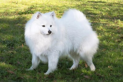 斡派瑙犬