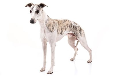 惠比特犬