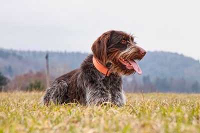 刚毛指示格里芬犬