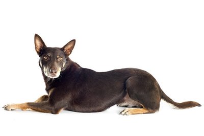 澳大利亚克尔皮犬