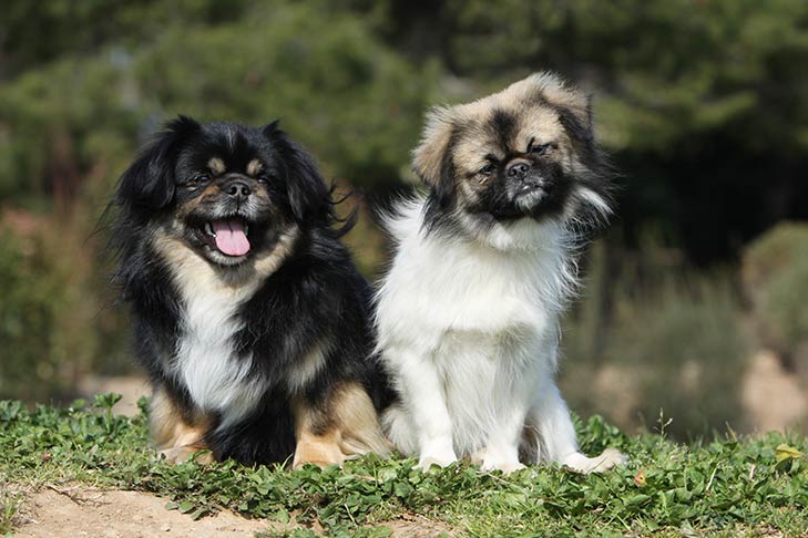 Puppies