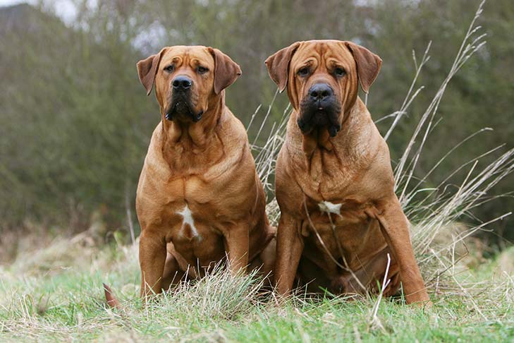 Puppies