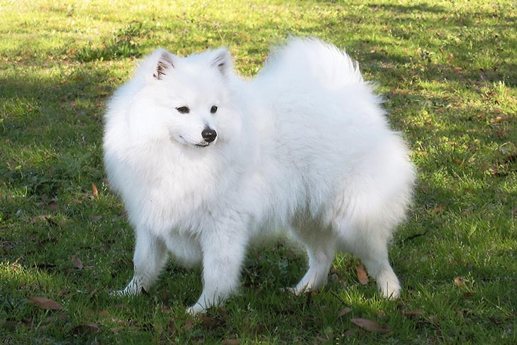 Puppies