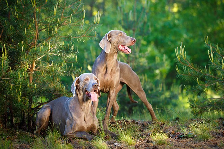 Puppies