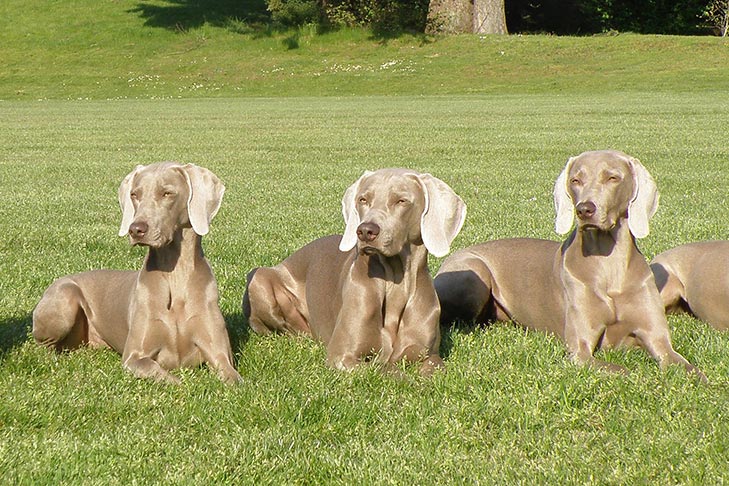 Puppies